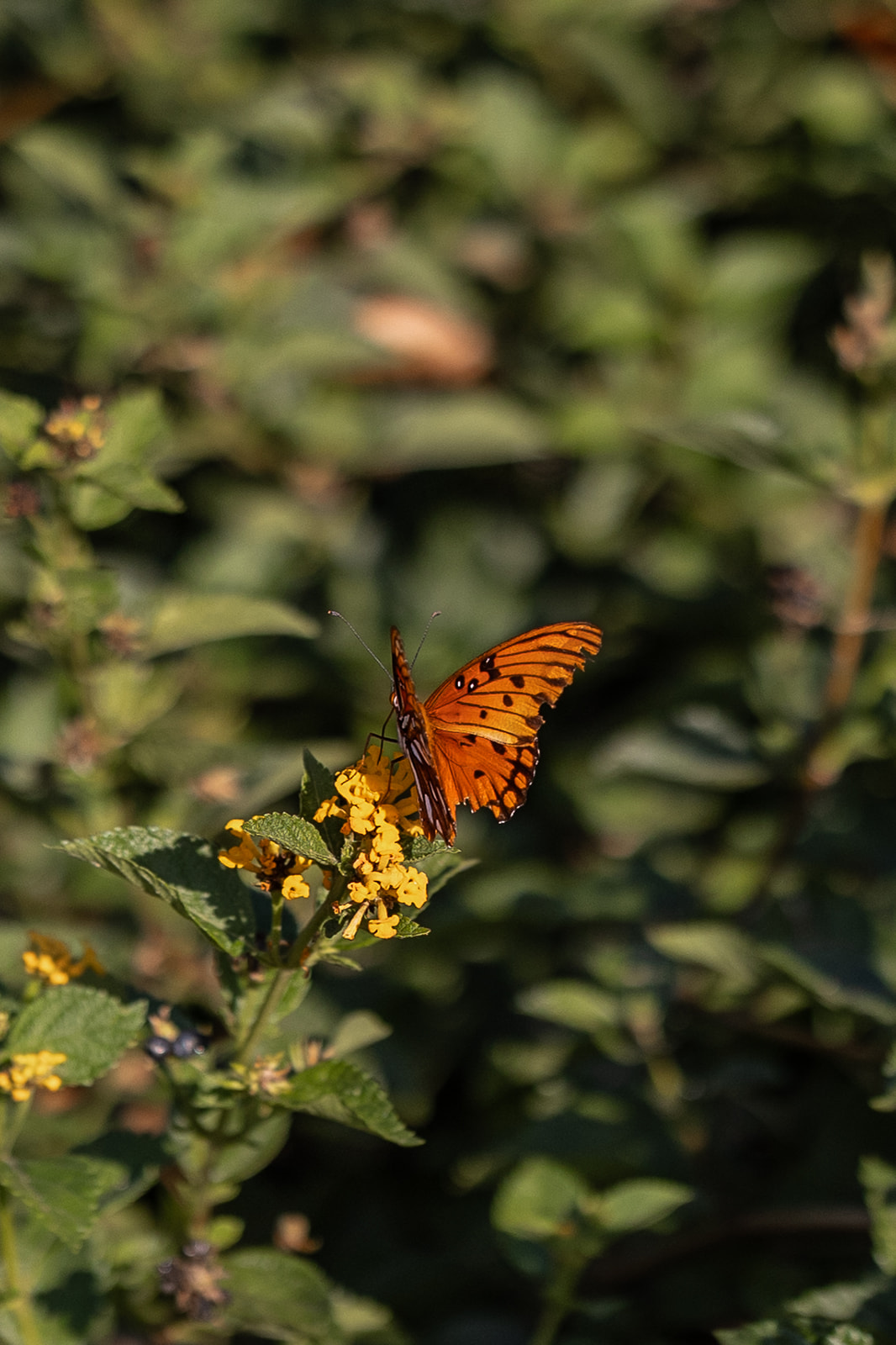 butterfly sits on the edge of a wildflower shortly after being released